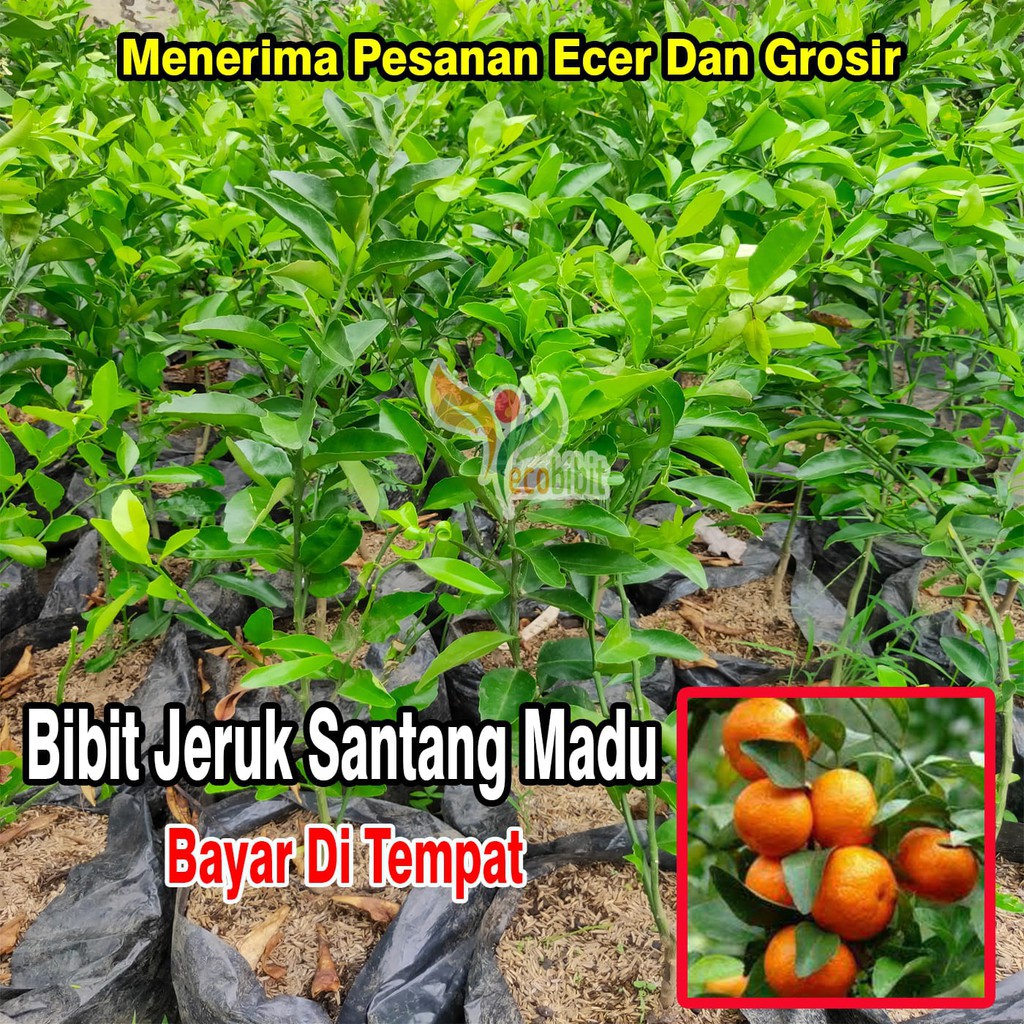 Bibit Jeruk Santang Madu Jeruk Santang Madu