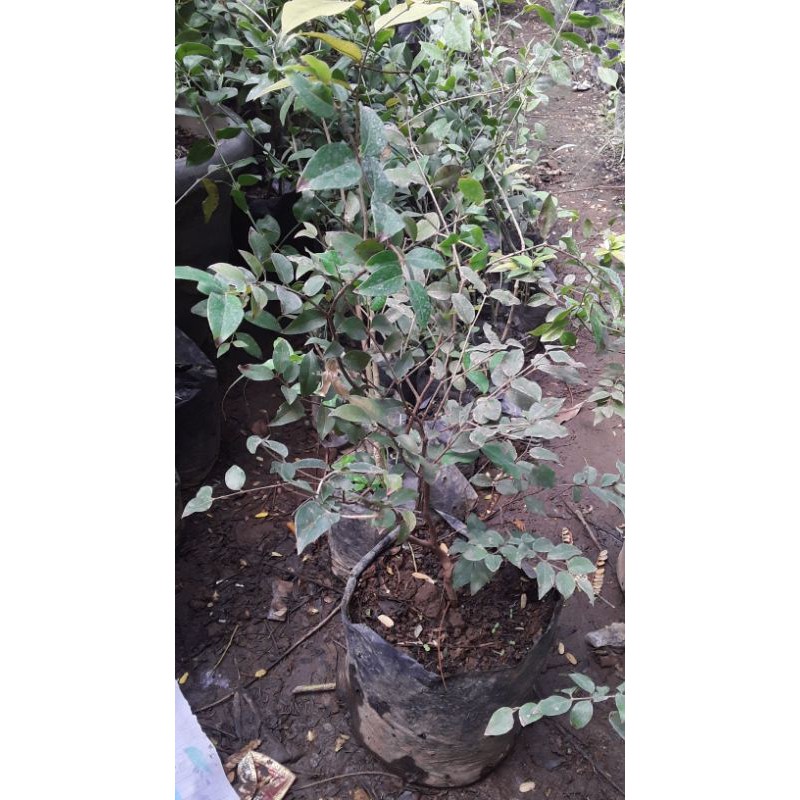 3 bibit anggur pohon zabara bonus anggur