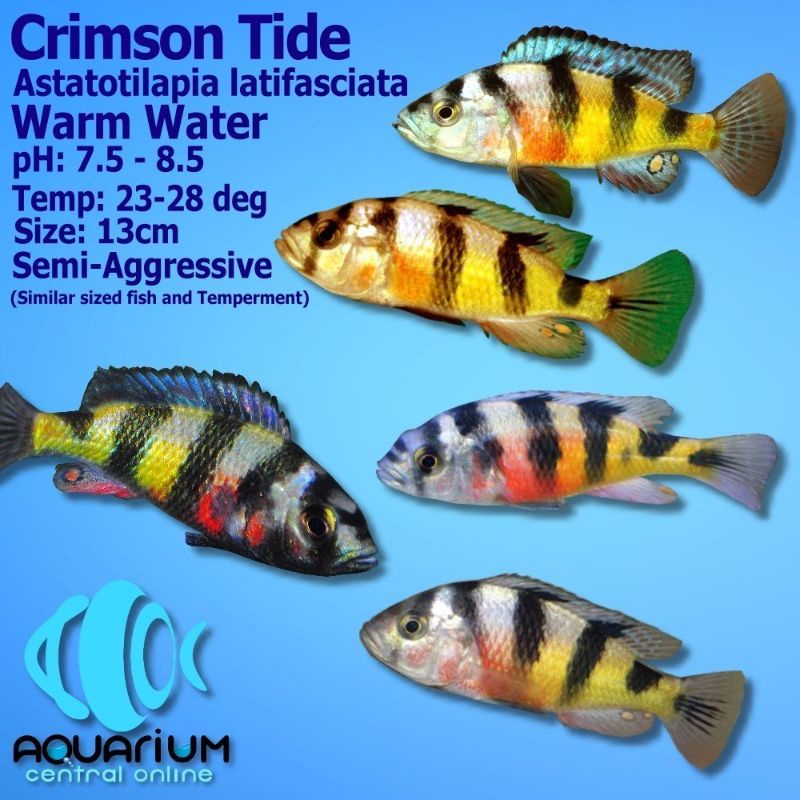 Latifasciata cichlid malawi