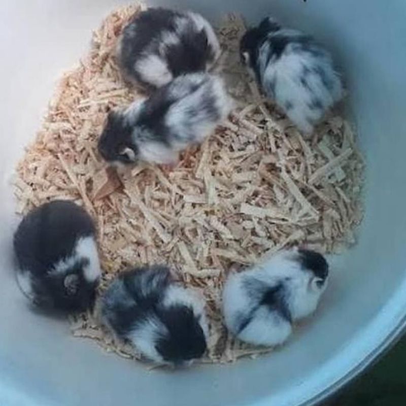 Hamster jenis campbel varian panda