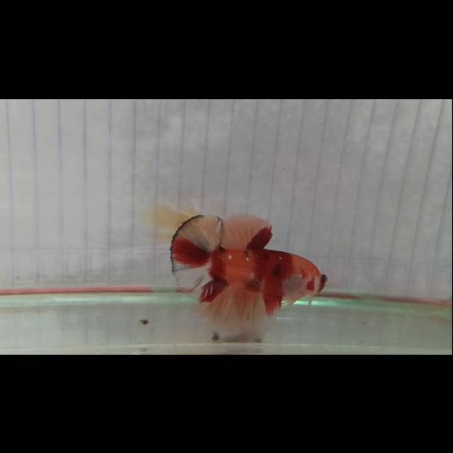 Ikan Cupang Nemo Galaxy