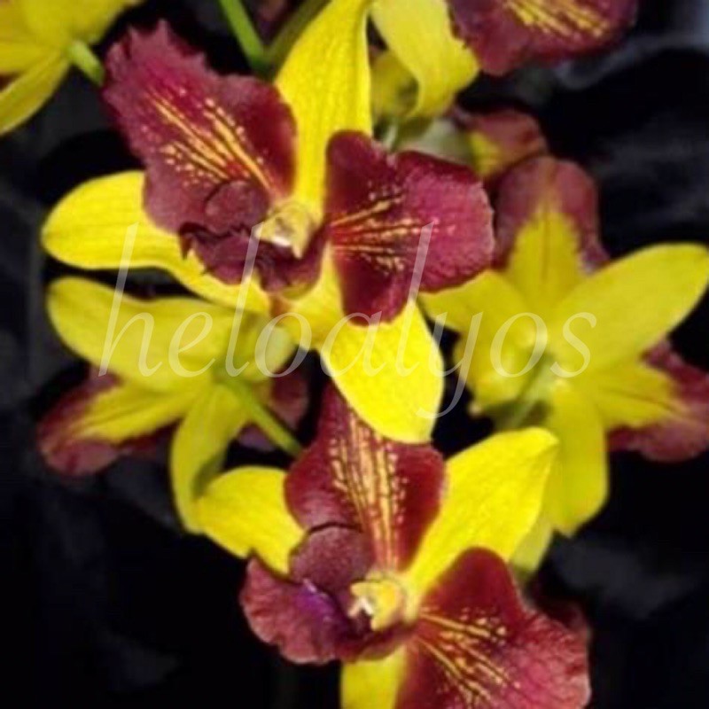 Anggrek Dendrobium 3 Lips Mutasi