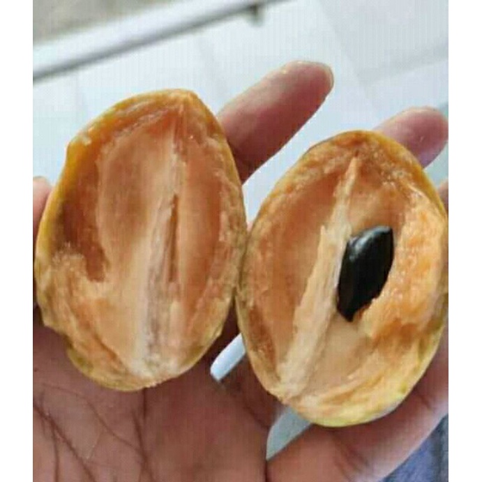 

sawo madu manis murah 1 kg