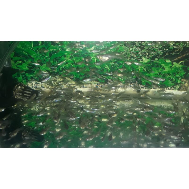 Ikan cere pakan ikan predator