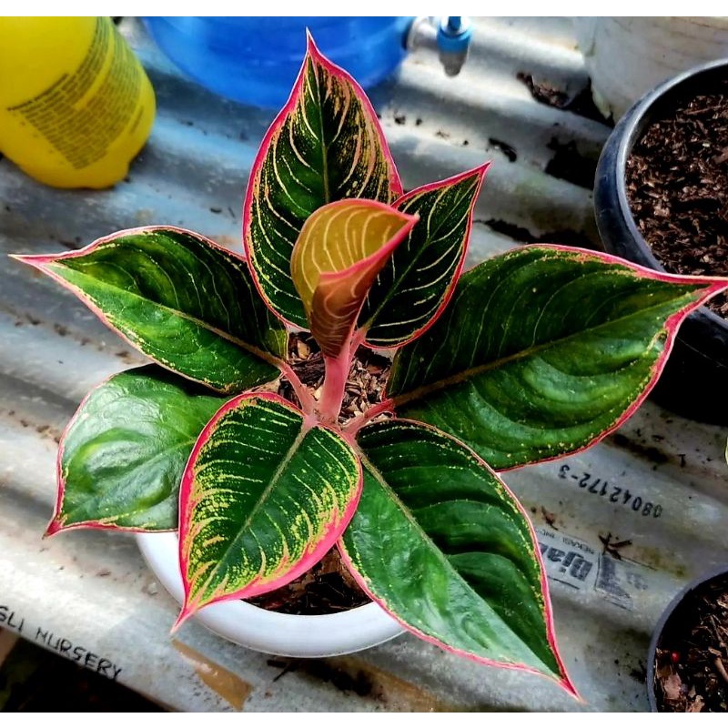 Tanaman Hias Aglonema Lipstik Peterpan Remaja Kecil