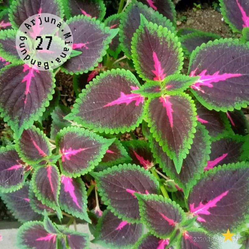 miana kode 27 / Arjuna Miana Bandung