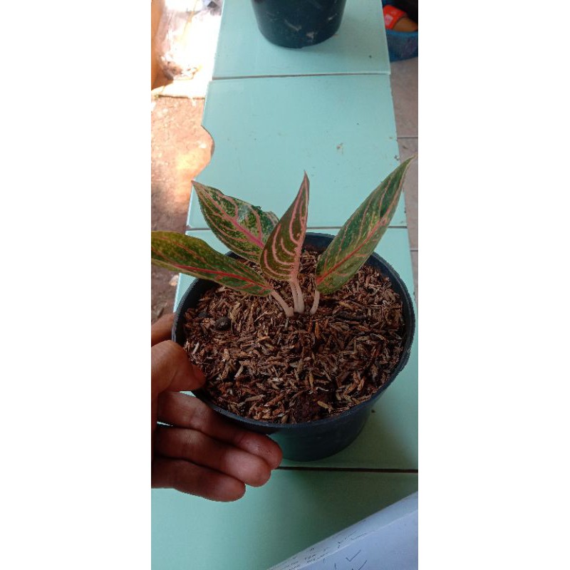 promo anakan aglonema red sumatra