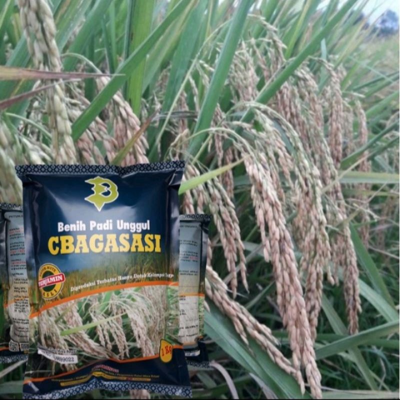 Biji Padi Cbagasasi
