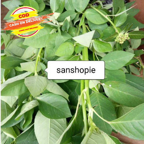 

Daun Patik Mas atau Kate Mas Sunduk Mentul Per 500 Gram
