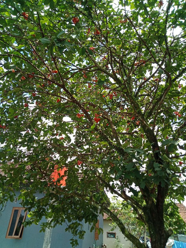 Pot Tanaman / Bunga Gantung 25 Renda Putih