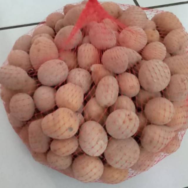 

Bibit kentang G nol baru merintis