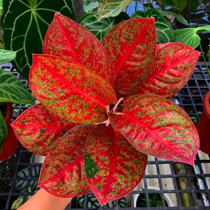 Aglonema Red Stardust | Bunga Aglonema Red Stardust Remaja