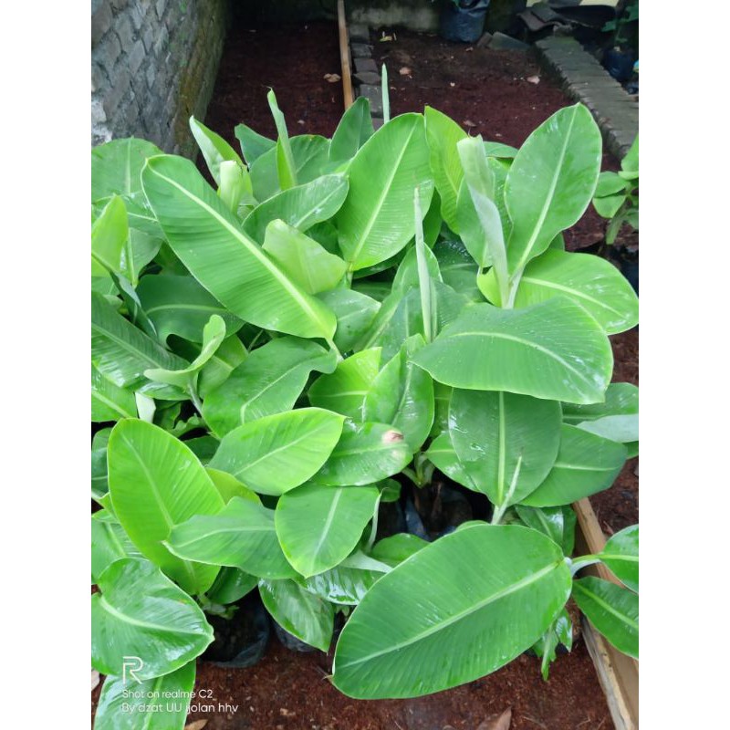bibit pisang morosebo / pisang pendek / pisang Ambon / pisang lumut