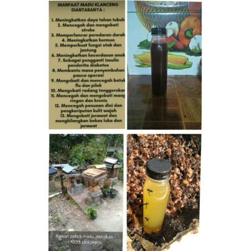 

Madu klanceng asli torasca 125ml