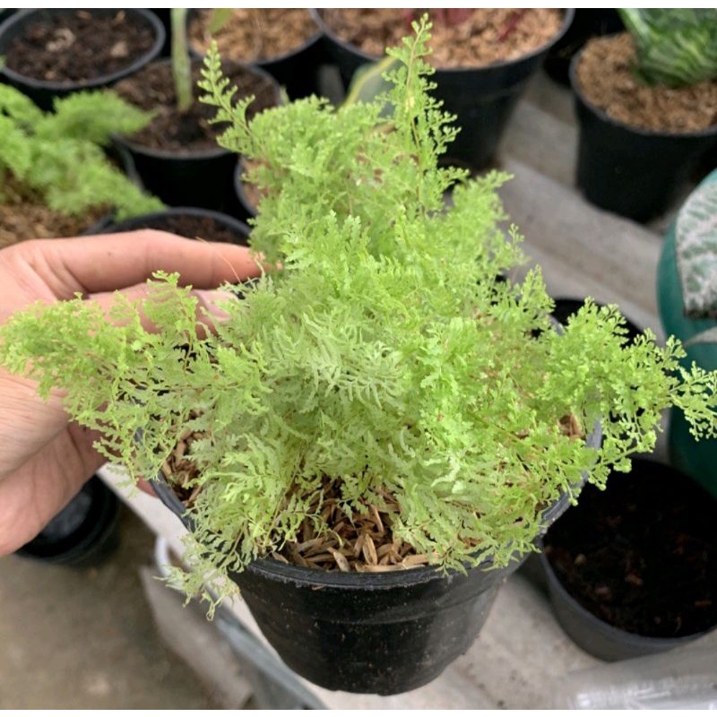 Tanaman Pakis Embun Bunga Pakis Embun Bibit Pakis Embun