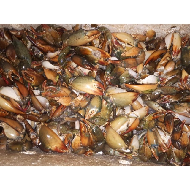

Capit kepiting segar