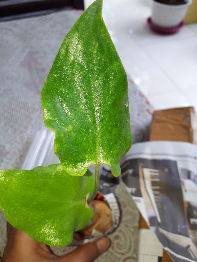 Caladium Keladi Wayang