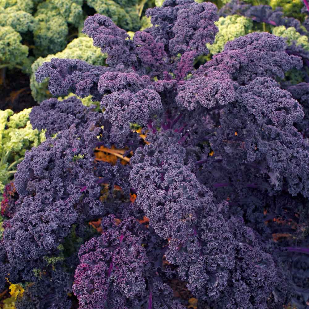 Benih Bibit Biji - Kale Borecole Curly Scarlet (Brassica olearcea acephala) Seeds - IMPORT