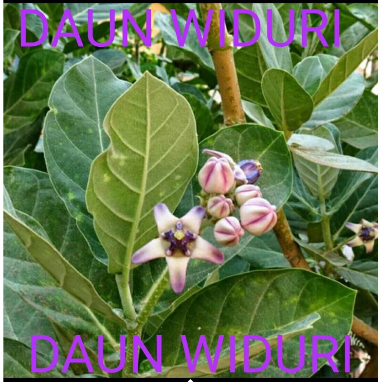 

Daun widuri segar 500g(½kg)/herbal