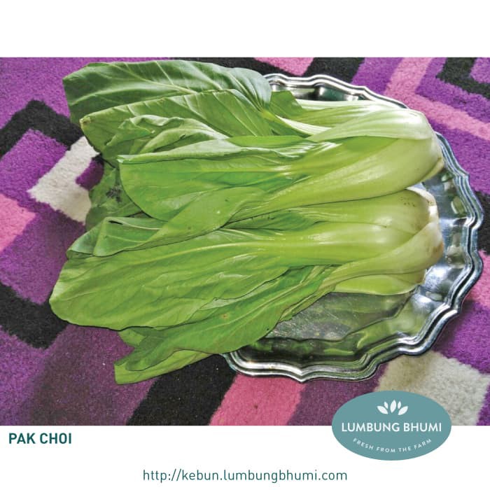 

HOT DEAL PAK CHOI ( SAYUR - SAYURAN CURAH ) !!!