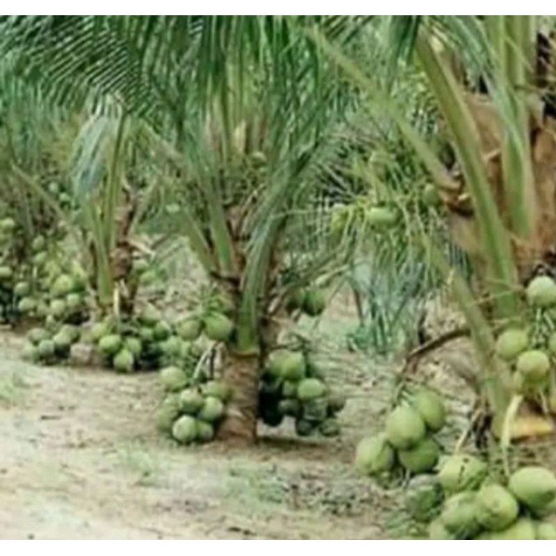 Bibit kelapa hibrida unggul