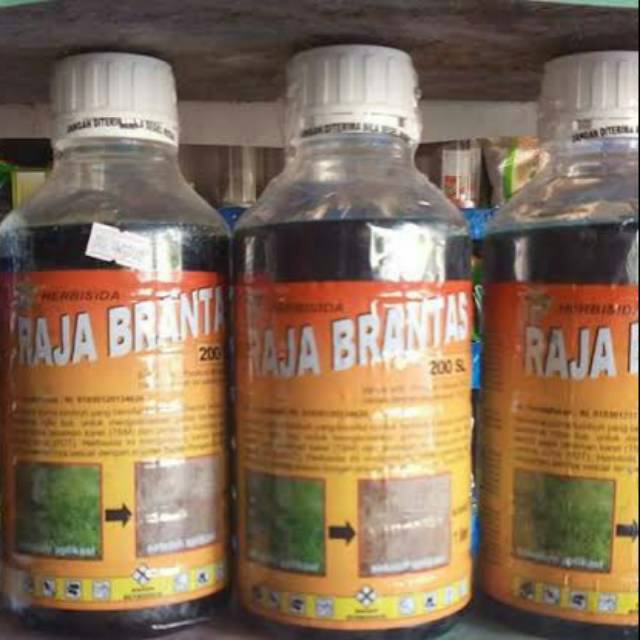 Obat pembasmi gulma berdaun lebar RAJA BRANTAS