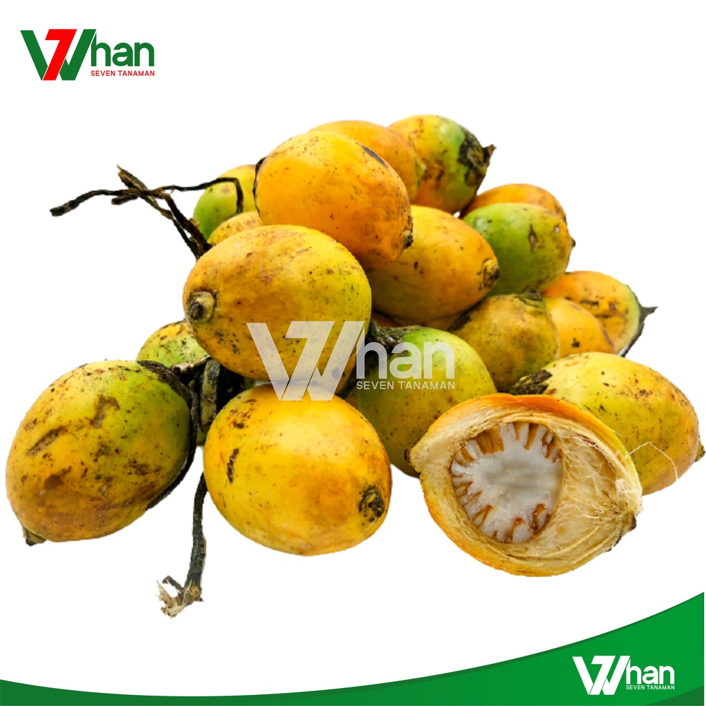 

BUAH PINANG TUA 1KG WHAN7 TANAMAN