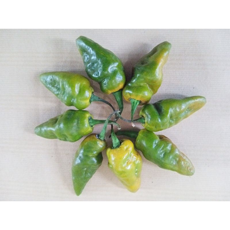 

Buah Cabai Green Trinidad Scorpio