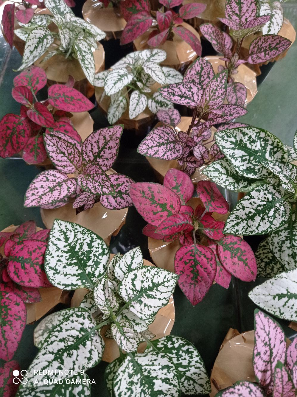 Tanaman / Tanaman Hias / Tanaman Gantung / Tanaman Aquascape / Tanaman Aglonema / Tanaman Asli