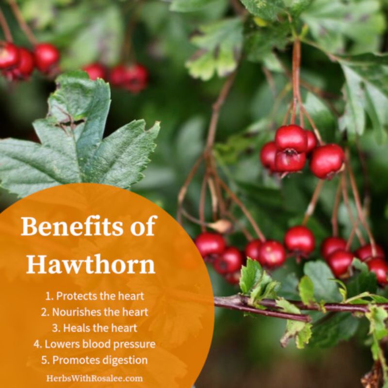 Hawthorn Fruit Tea : Organic Dried Hawthorn Fruit Tea Isi 30 Tea Bag