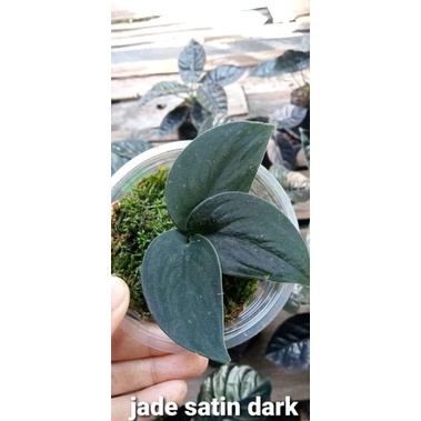 tanaman hias scindapsus  black scindapsus hitam jadesatin dark