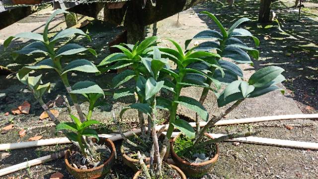 Promo Murah Anggrek dendrobium dewasa bangkok perbatang