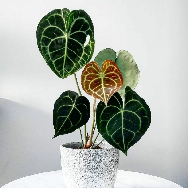 Anthurium Clarinervium | Kuping Gajah Tarantula | Karet