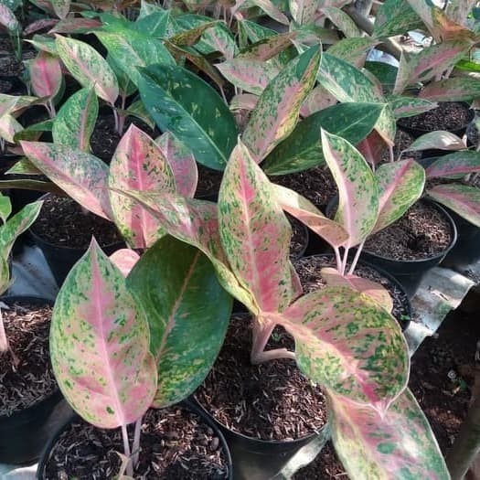 paket 4 pohon aglonema - bigroy - snowhite - lipstik - butterfly ( Tanaman hias hidup indoor murah h