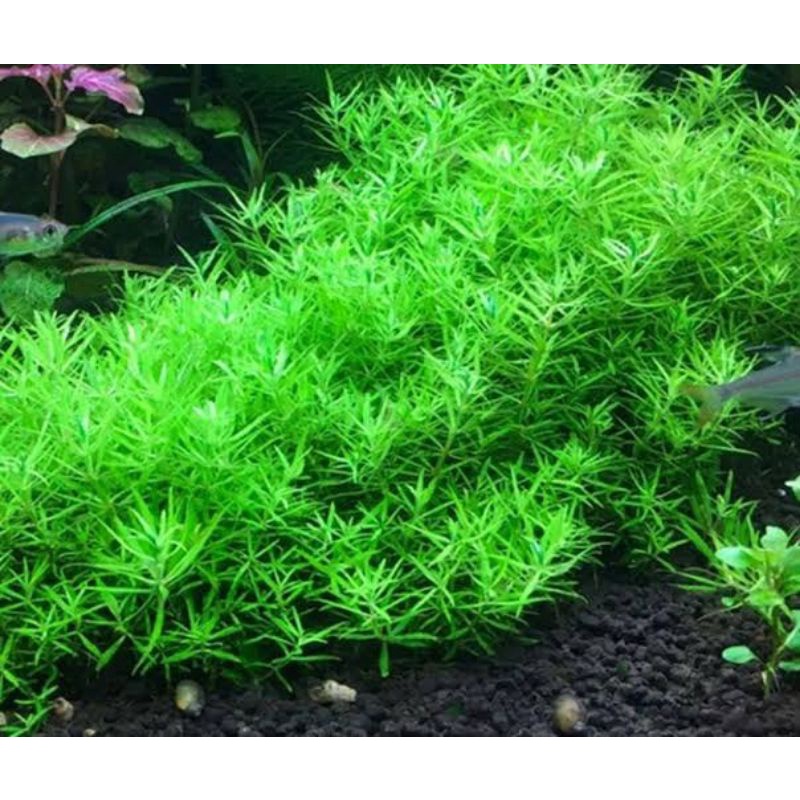 Altenantera Reniki Lilacina  (Tanaman Aquascape Tumbuhan Air Hiasan Aquarium Hidup)