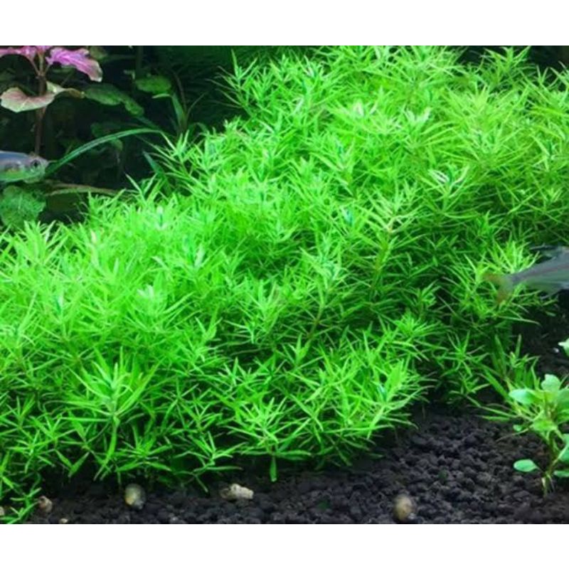 limnophila sp vietnam ( tanaman aquascape )