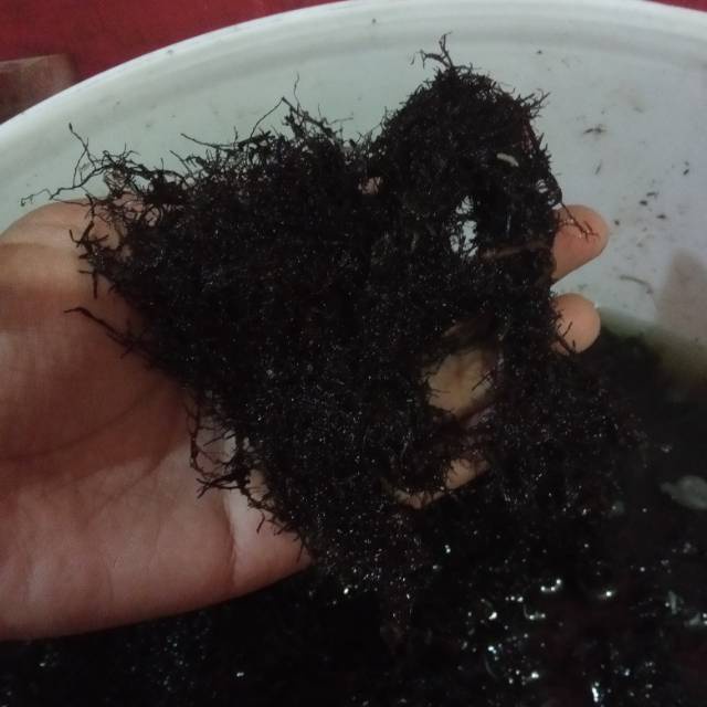 Moss Hitam Cangkok Akar Kadaka - Media Tanam - Volume 1 kg