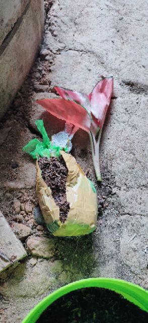 Aglonema Suksom Jaipong Anakan