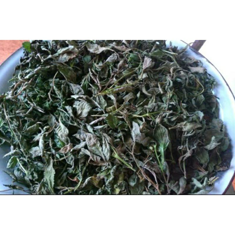 

herbal daun pecut kuda kering