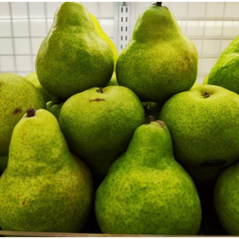 

Buah Pear Hijau / pir ijo / pear ijo Packham 1kg