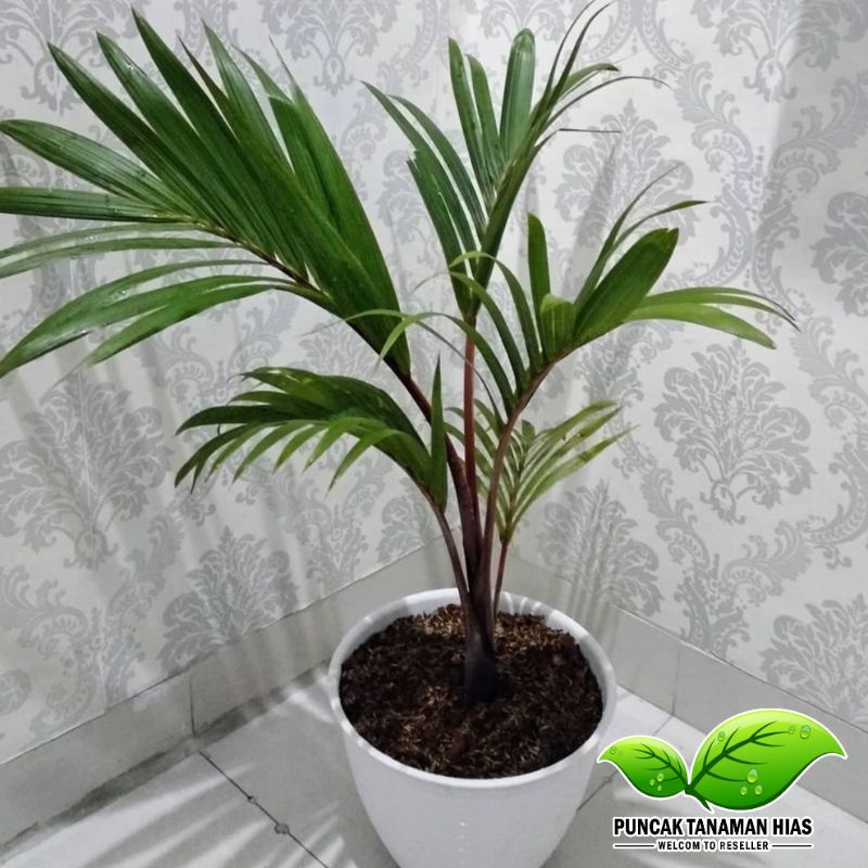 PROMO !! BISA COD Tanaman hias palem botol - Palem merah