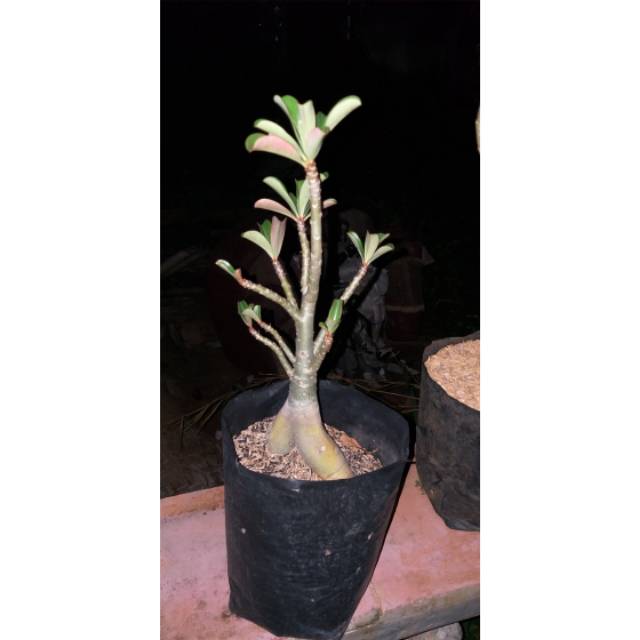 TANAMAN HIAS ADENIUM CABANG SERIBU // CABSER