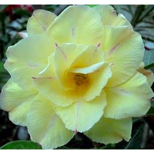 Tanaman Hias Adenium Grafting VIETNAM YELLOW