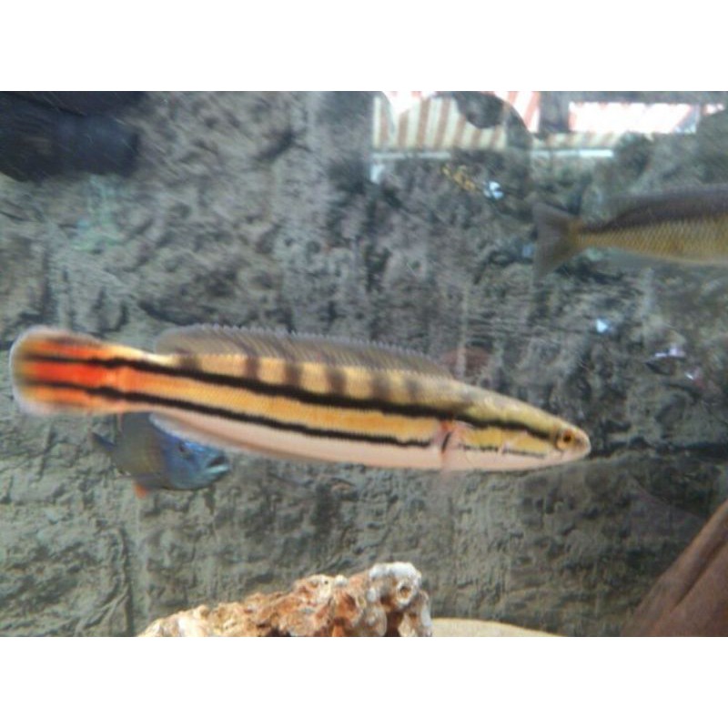 Ikan Toman Channa micropeltes