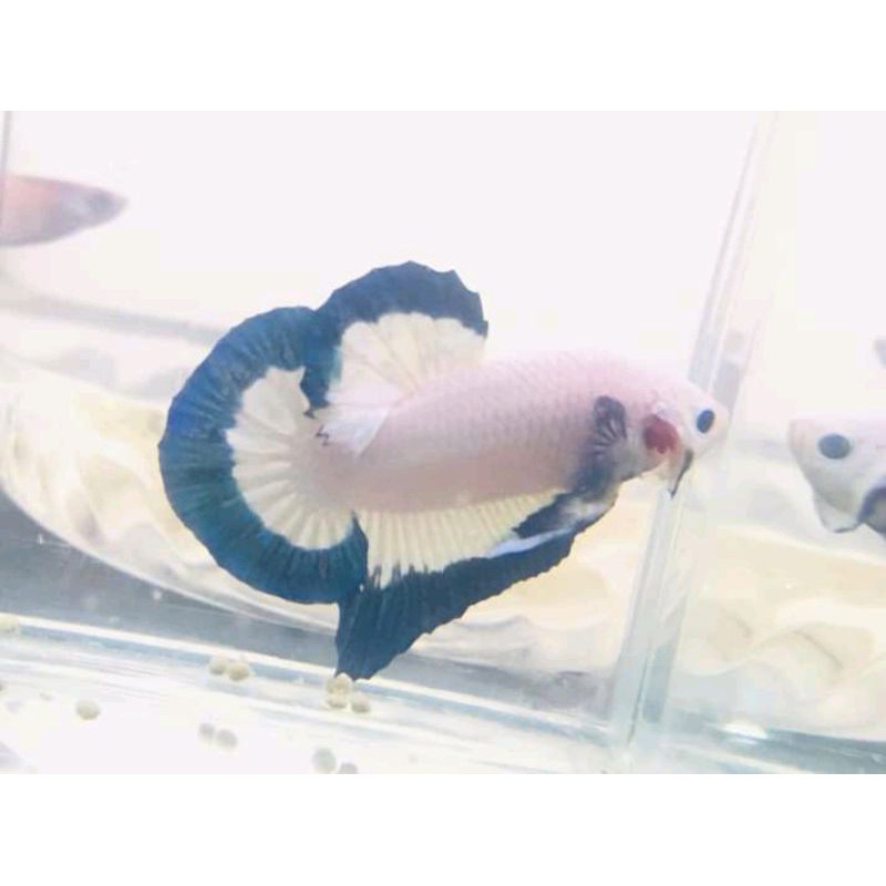 IKAN CUPANG BLUE RIM BUTTERFLY