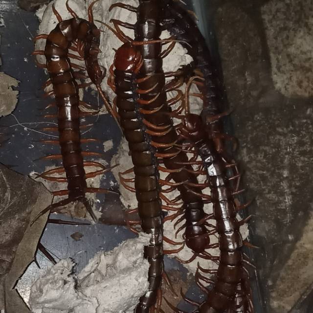 

KELABANG