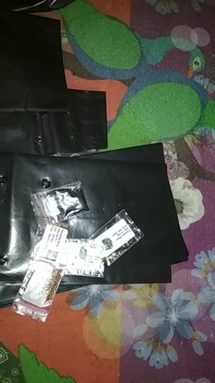 Benih Sawi Putih Hybrid F1 Chinese Cabbage 50 Biji