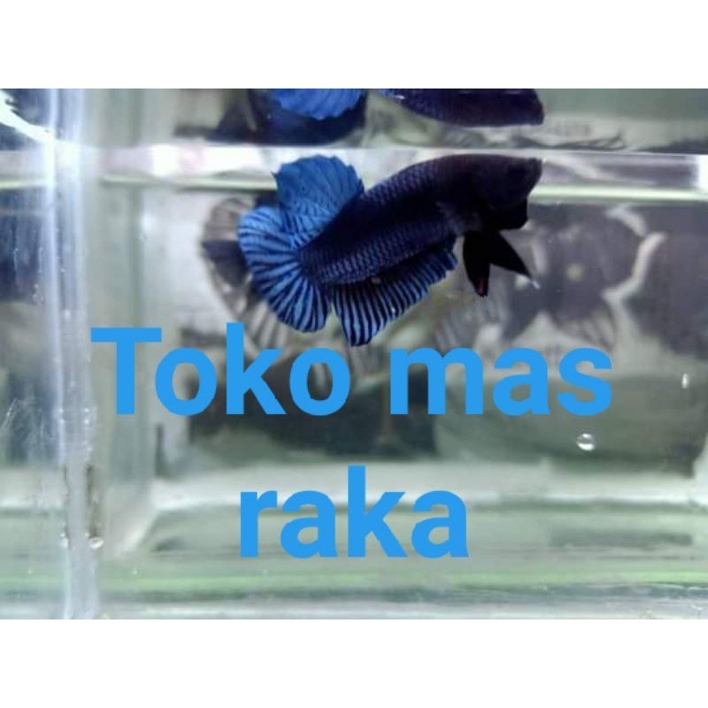 Ikan cupang aduan terganas sakai impor