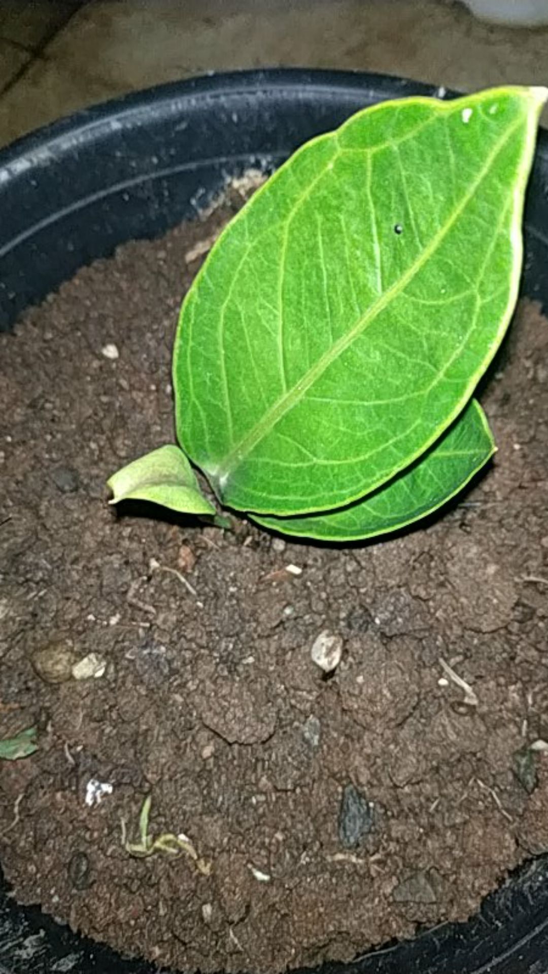 Bibit Anthorium Jemani Mangkuk Murah