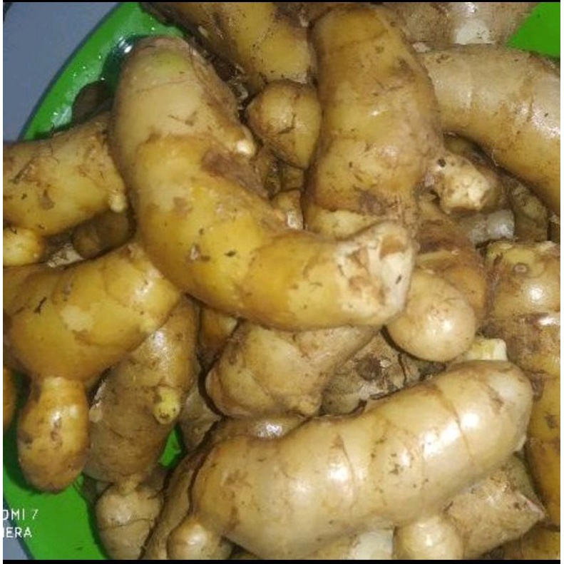 

temu putih segar curcuma zedoaria 1kg